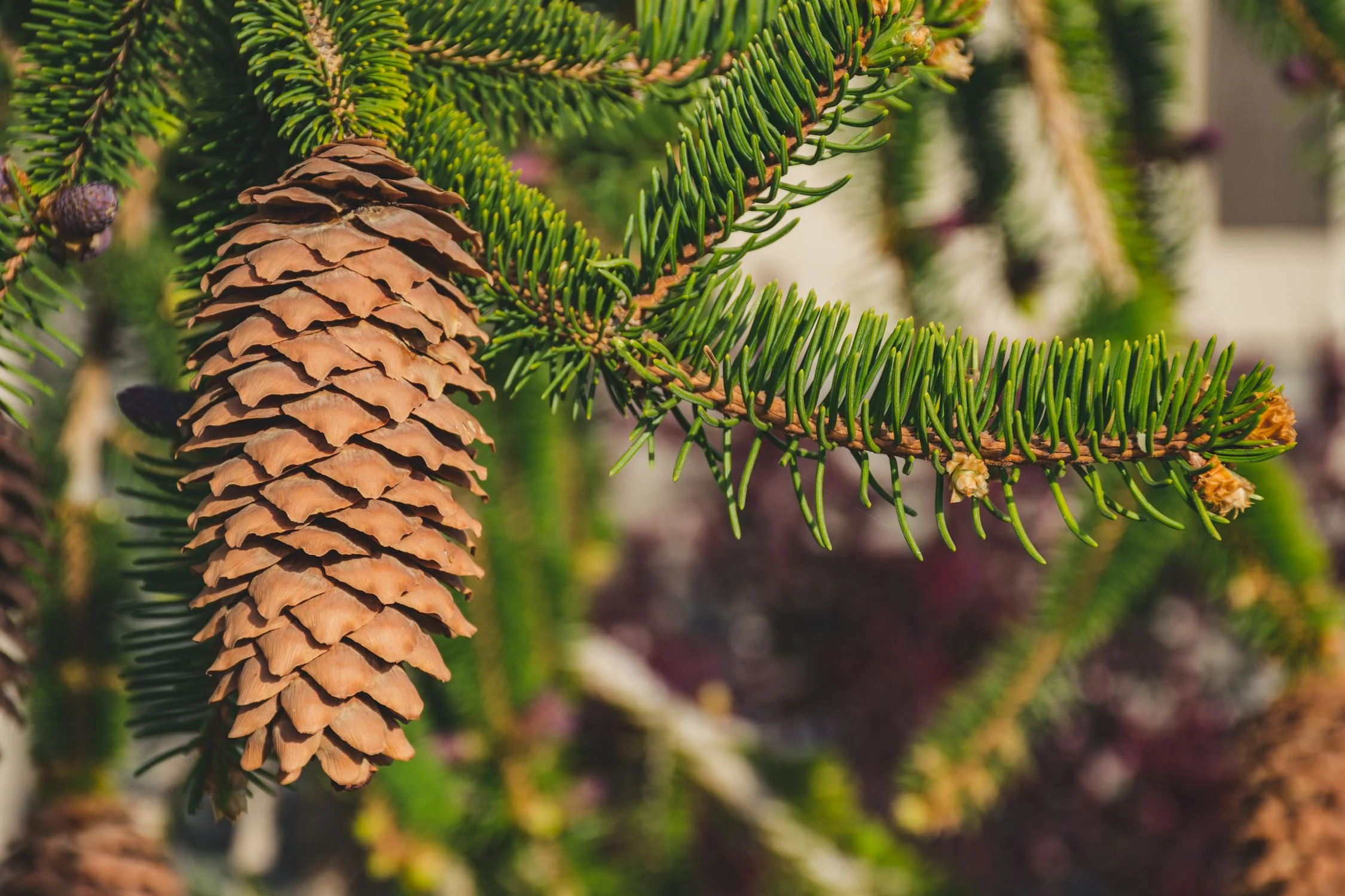 Pine Bark Extract: Nature’s Hidden Gem for Health