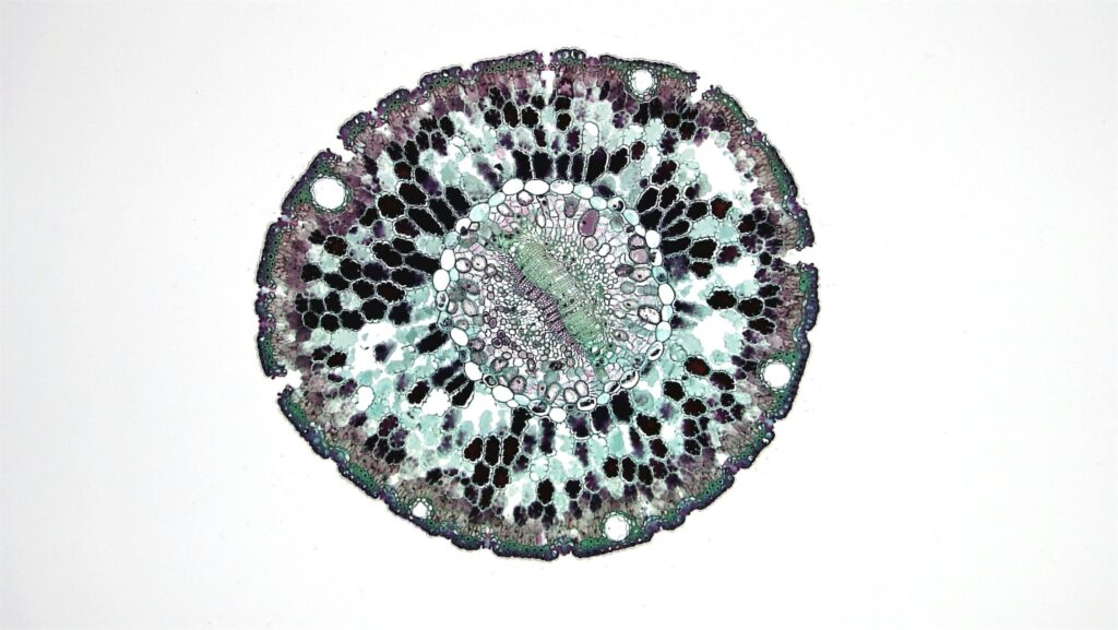Mitochondrial health and detox