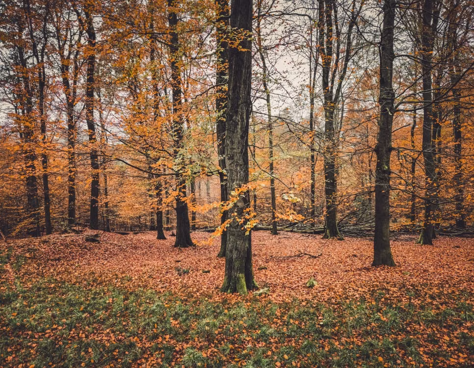 Autumn forest with orange leaves and a leaf-covered path